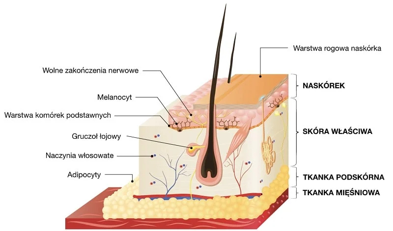 Budowa skóry